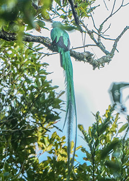 Ranchitos-del-Quetzal-Baja-Verapaz-Oct-2025-Javier-Archila