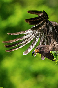 Rostrhamus-sociabilis-snail-kite-alcon-caracolero-Laguna-Petexbatun