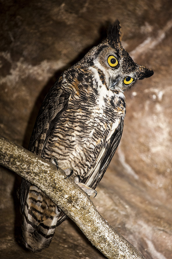 Stygian owl Asio stygius NH JUL 0023