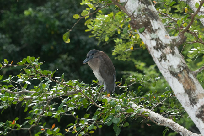 Tikal-Aguada-Cocodrilo-Boat-billed-heron-Cochlearius-cochlearius-Nikon-D810-200mm-NH-8759