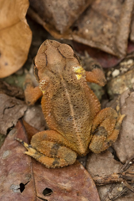 Tikal-Incilius-valliceps-Aguada-Cocodrilo-Nikon-D810-200mm-NH--8757