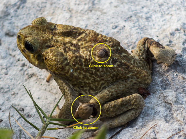 Two-large-blood-thirsty-ticks-on-a-Bufo-toad-in-Guatemala