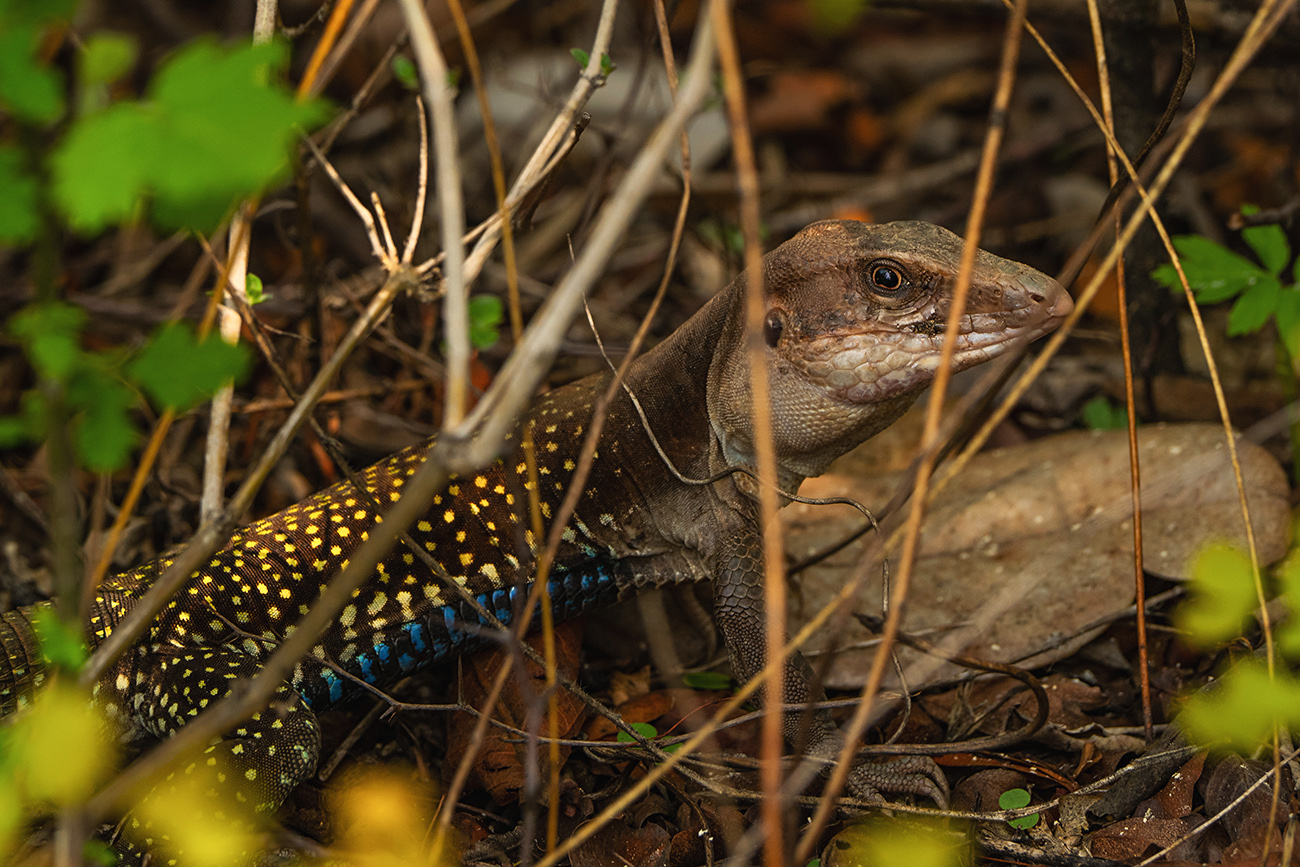 WEB-El-Progreso-Need-id-need-id-Lizard-Sony-200-600--925am-May-18-2023-EW