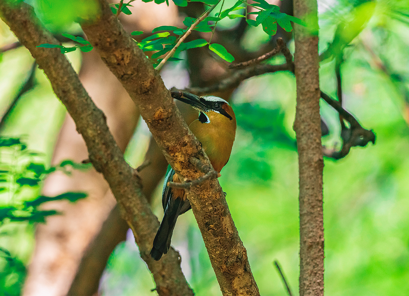 WEB-El-progreso-El-rancho-Momotidae-Birdphotography-200-600-958am-Jun-22-2023-EW