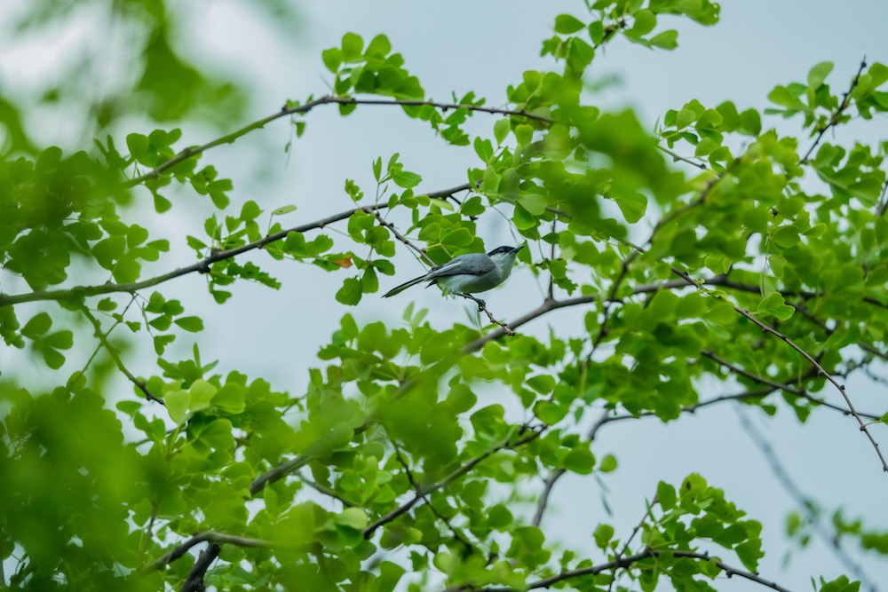 WEB-Zacapa-Agua-calliente-Need-id-Tropical-mokingbird-maybe-Grey-bird--Sony-200-600-330pm-Jun-21-2023