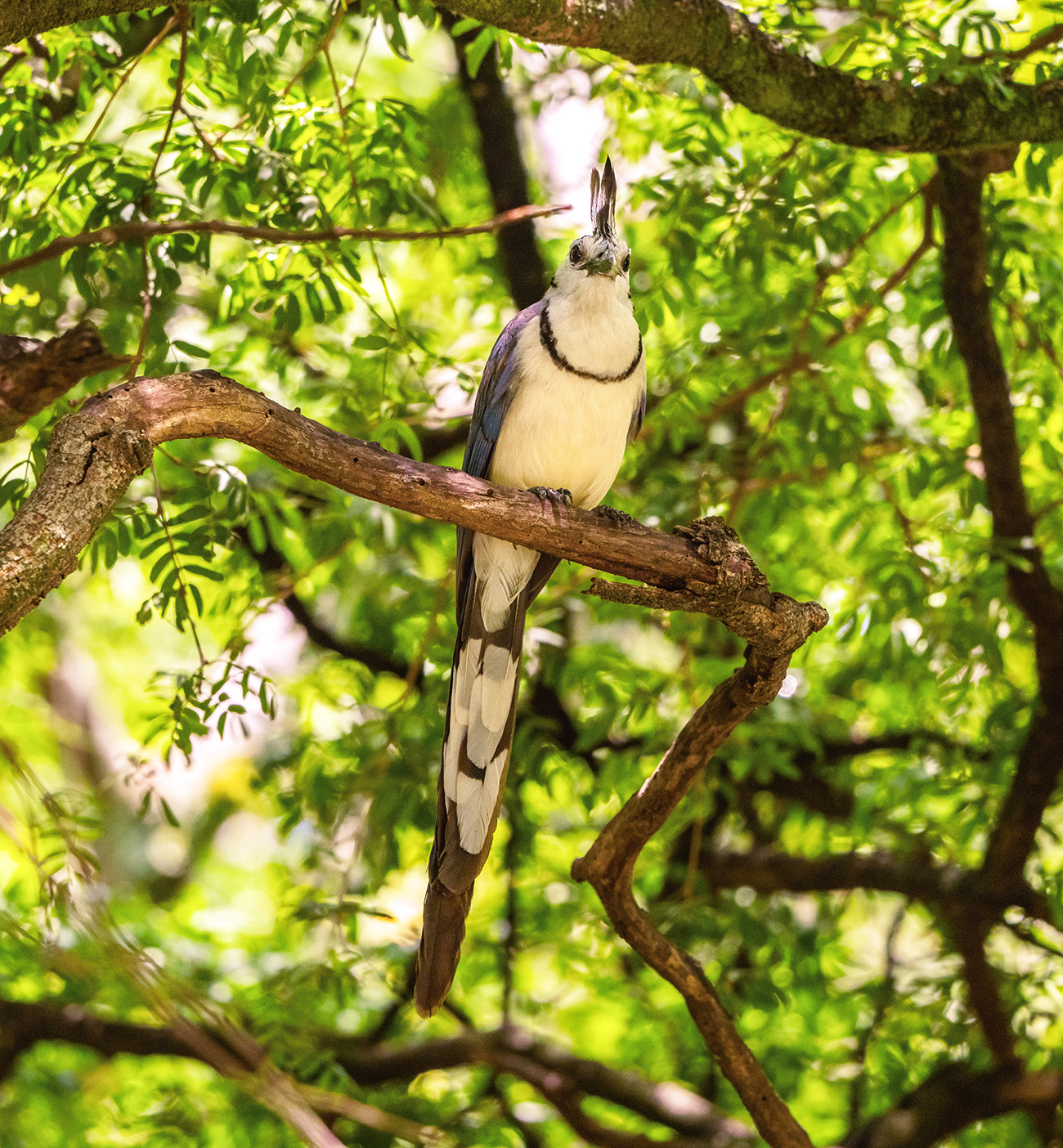WEB2-El-progreso-El-rancho-Calocitta-formosa-Birdphotography-200-600-958am-Jun-22-2023