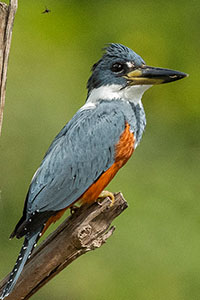 Yaxha-lake-cenote-area-Megaceryle-torquata-ringed-kingfisher