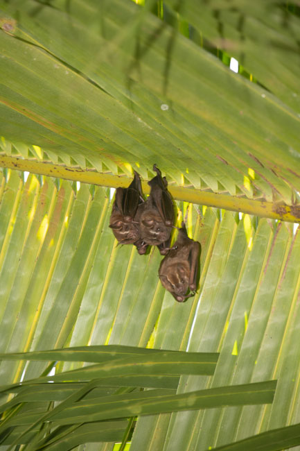 bats-of-tapon-creek-nature-reserve