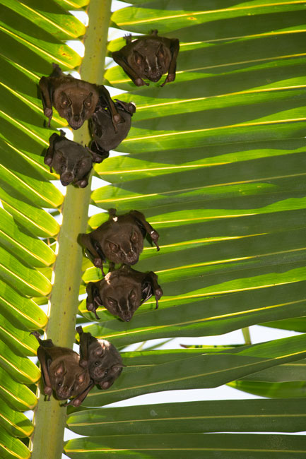 bats-of-tapon-creek-nature-reserve