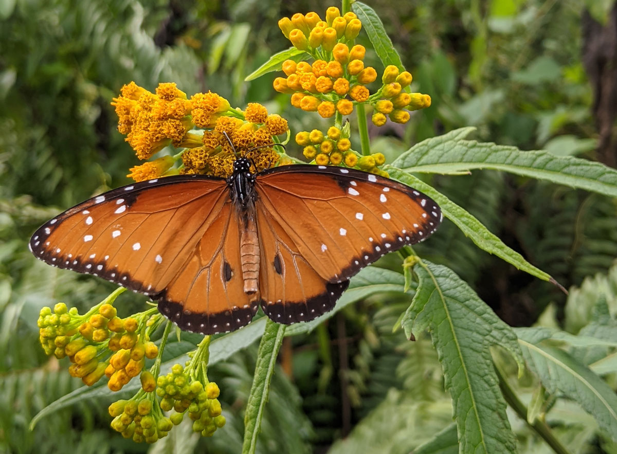 butterfly-on-yellow-flowers-Aldea-Plan-Grande-Tatin-trail-to-Cueva-del-Tigre-Municipio-Livingston-Izabal