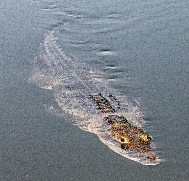 crocodile-Crocodylus-moreletii-Peten-Jan-27-2013-FLAAR-Photo-Archive