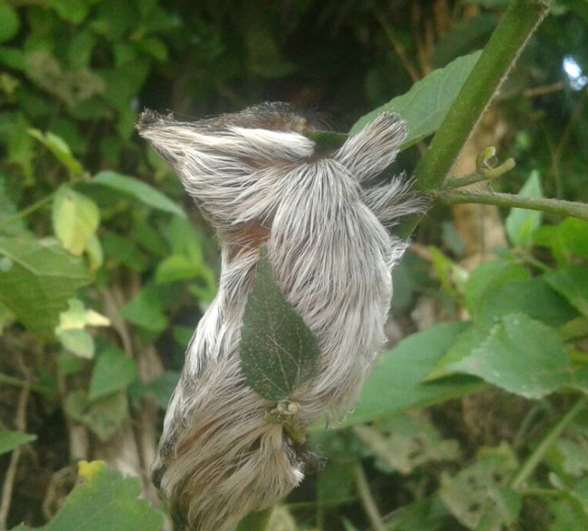 furry-butterfly-or-moth-larva-Chilocom-Santa-Cruz-Verapaz-Guatemala