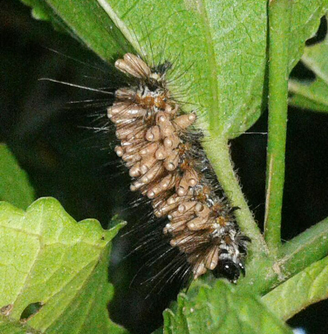 furry-butterfly-or-moth-larva-Chilocom-Santa-Cruz-Verapaz-Guatemala