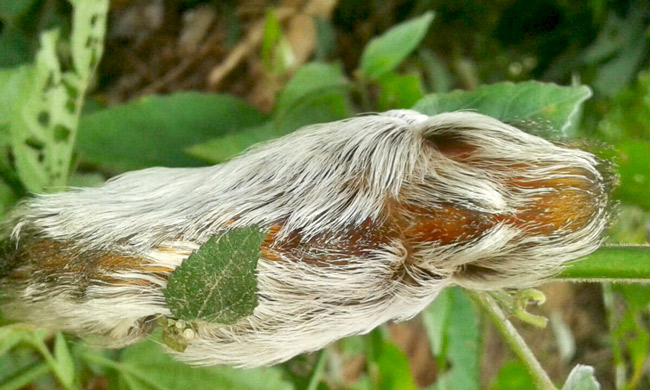 furry-butterfly-or-moth-larva-Chilocom-Santa-Cruz-Verapaz-Guatemala