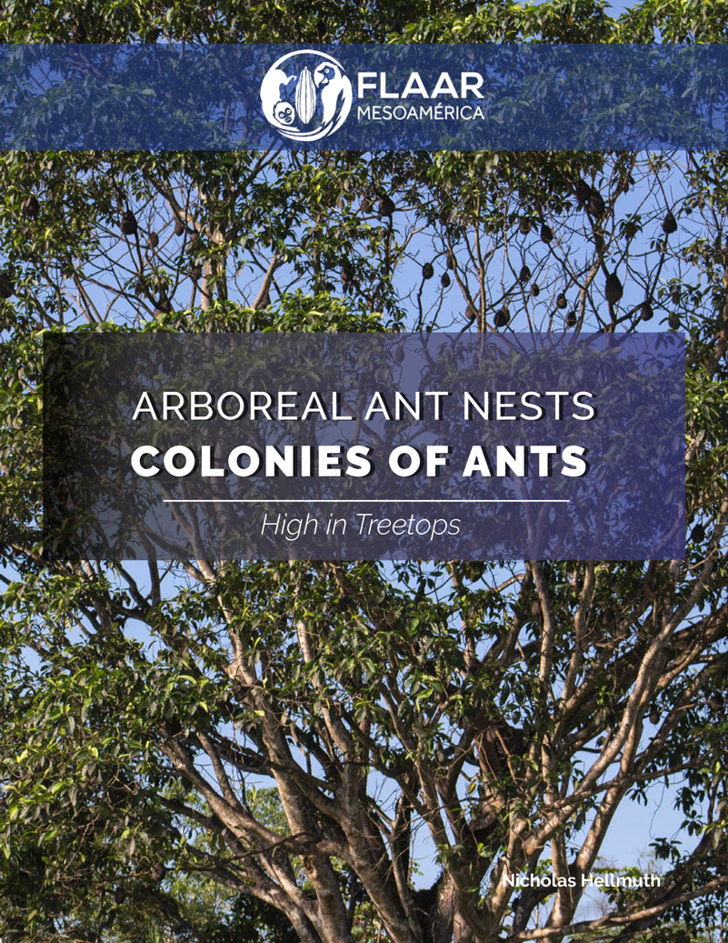 Arboreal Ant Nests colonies of ants