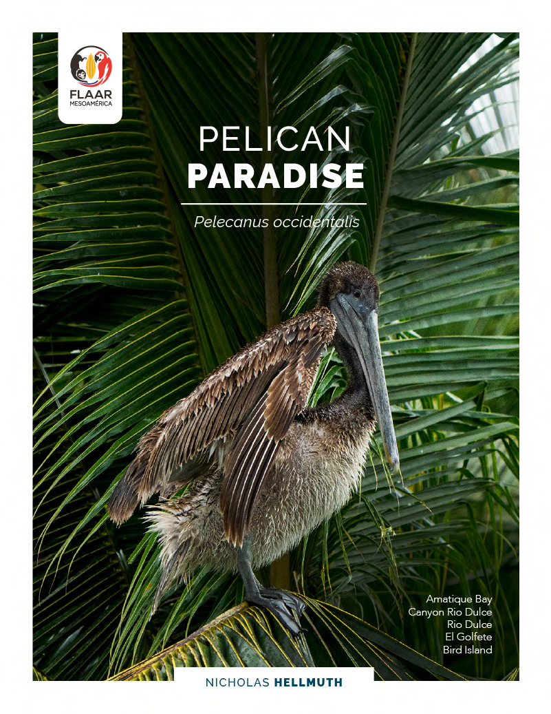 Pelican Paradise