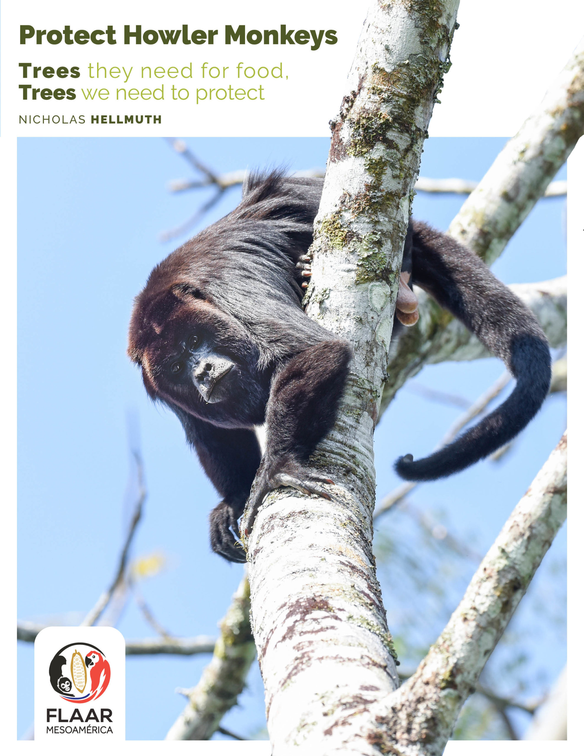 Protect Howler Monkeys