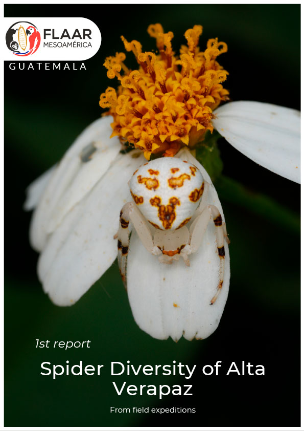 Spider Diversity of Alta Verapaz