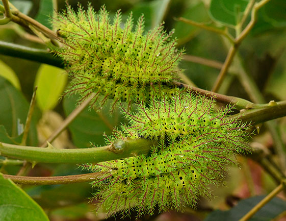 Butterfly_larvae_near_Senahu-Tucuru-roadside