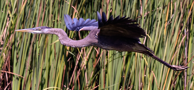 Egretta tricolor Garza tricolor Canal de Chiquilumilla Dec 18 2015 AM 2