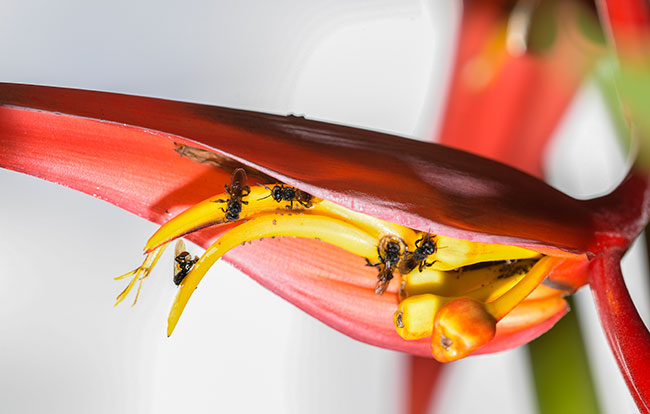 Heliconia pollinated stingless bee FLAAR studio close up 8868