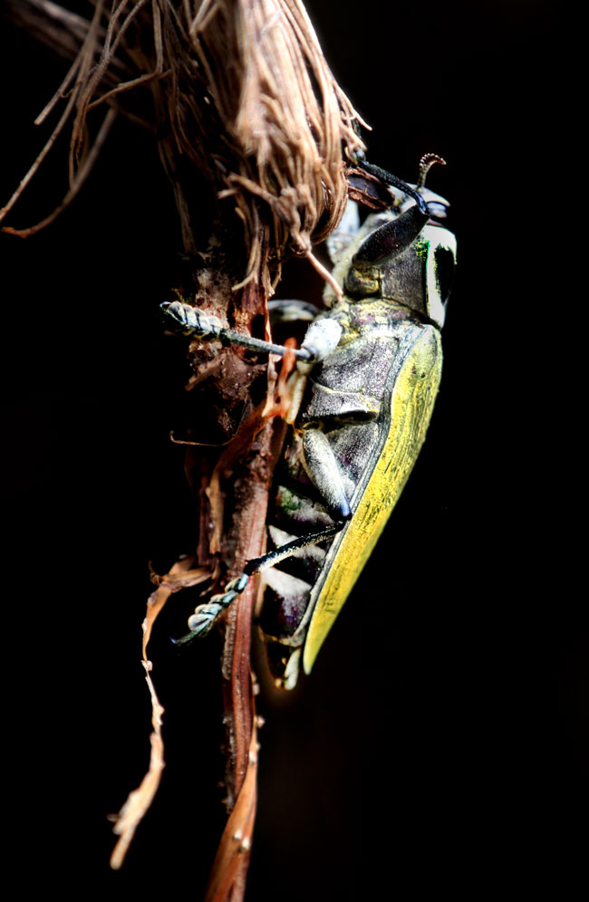 ceiba borer beetle insect Euchroma gigantea Andrea 0U5A9954