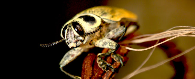 ceiba borer beetle insect Euchroma gigantea Andrea 0U5A9969