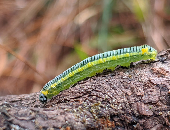 larva-yellow-green-Finca-El-Tirol-Caserio-Chilocom-Municipio-Santa-Cruz-Verapaz