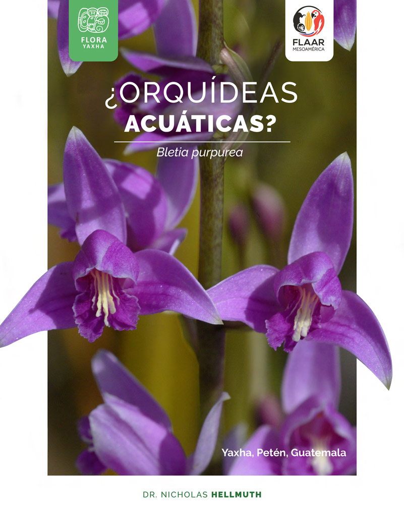 Orquideas Acuaticas Voli Flora Yaxha