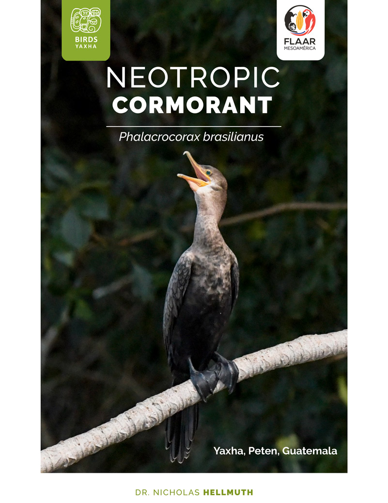 Neotropic Cormorant