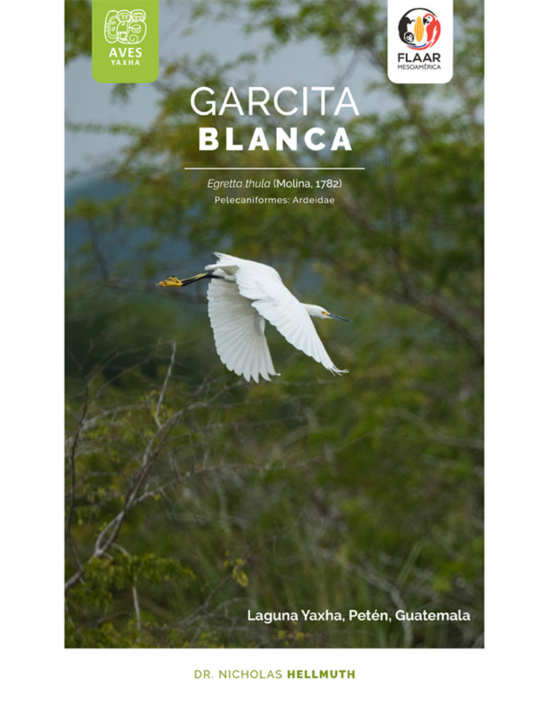 Egretta Thula Garcita Blanca Aves Yaxha