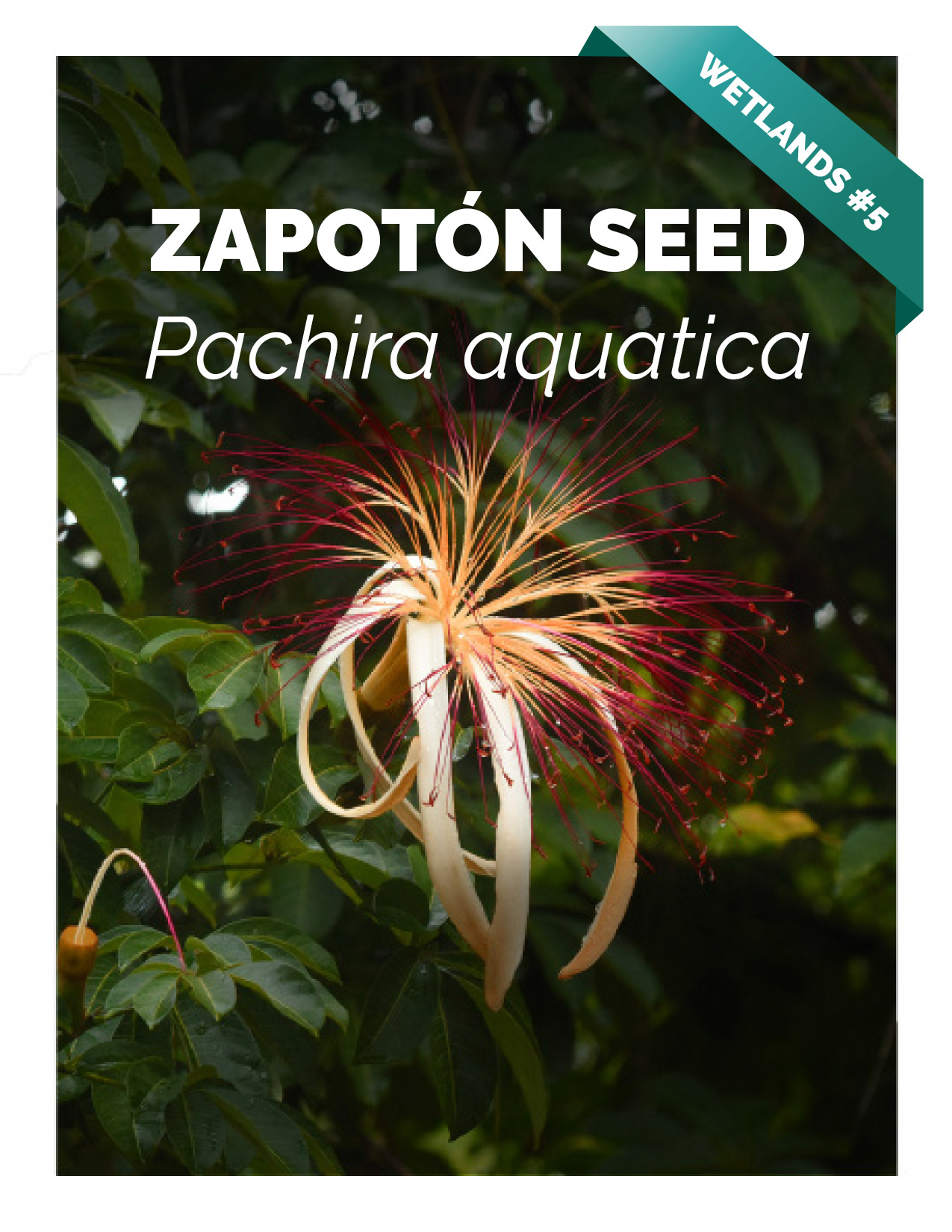 Pachira Aquatica Cacao Substitute Livingston