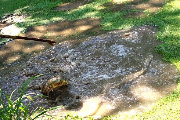 A large Crocodylus acutus in a pool of Cocodrilos Clal Continental