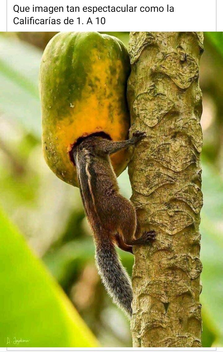 squirrel eating papaya