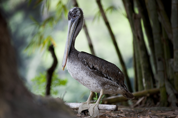 Brown Pelican, Pelecanus occidentalis possing at Autosafari Chapin Park, Taxisco Guatemala. Photo by Jaime Leonardo.