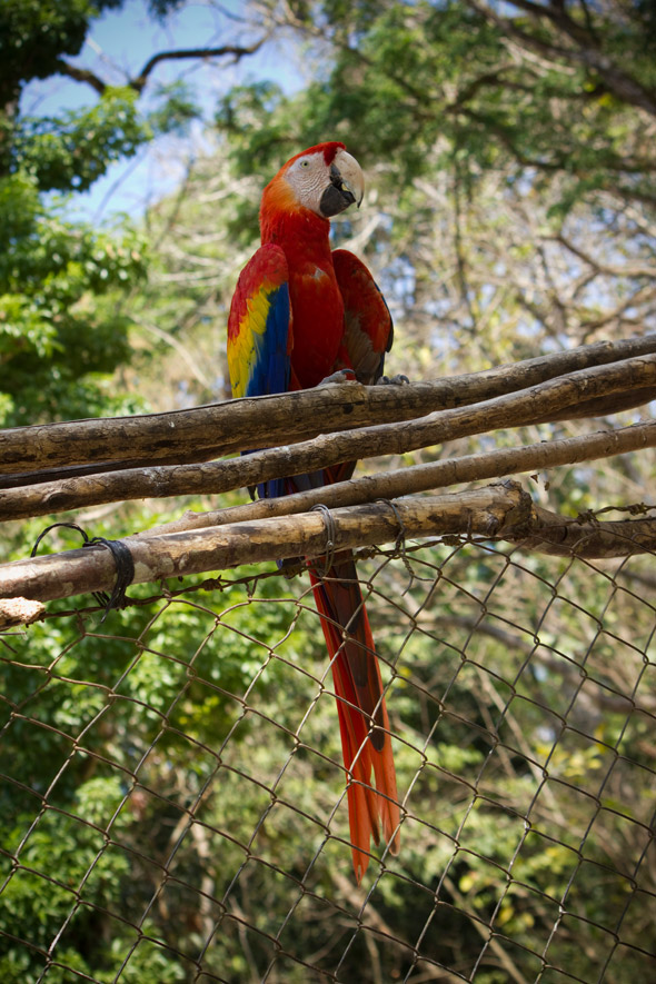 Scarlet macaws at Copan, Honduras. Photo by Sofia Monzon using a Canon EOS Rebel T2i.