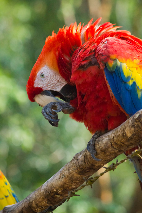 scarlet macaw grooming, ara macao, bird images at Copán Honduras. Photo by Sofia Monzon with a Canon EOS Rebel T2i.