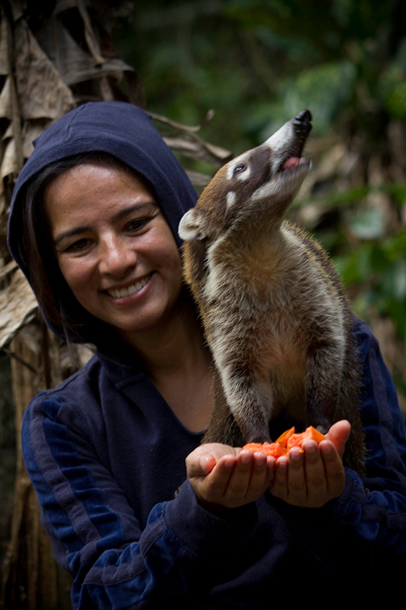 Mirtha Cano feeding fruit to a coati, a preferred food by Nasua narica. Photo by Sofía Monzón with a Canon EOS Rebel T2i. Copyright FLAAR 2012