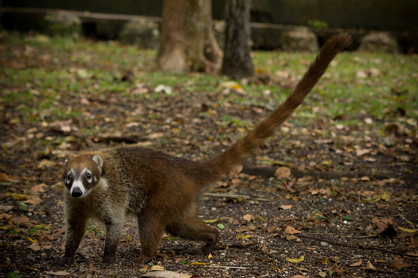 One of the coatis rescued by Mrs. Roxana Ortiz at the Tikal Inn Hotel. Photo by Sofía Monzón with a Canon EOS Rebel T2i. Copyright FLAAR 2012