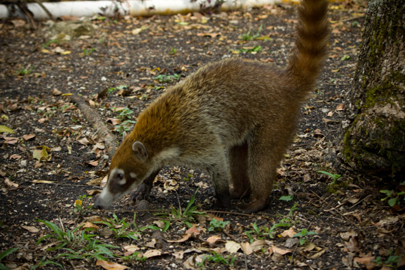 Image of a white-nosed coati showing long snout and black nose. Taken at Tikal, March 2012. Photo by Sofía Monzón with a Canon EOS Rebel T2i. Copyright FLAAR 2012