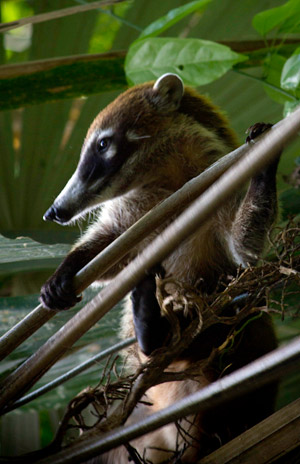 Image of a white-nosed coati vlimbing. Taken at Tikal, March 2012. Photo by Sofía Monzón with a Canon EOS Rebel T2i. Copyright FLAAR 2012