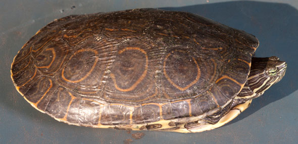 Mesoamerican slider turtle, Trachemys scripta. The underside of the shell is yellow with dark markings in the center of each scute. Photo by Nicholas Hellmuth, Monterrico, Guatemala. September 2011.
