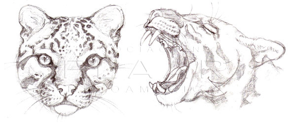 Ocelot, Leopardus pardalis. Front and side view of the head. Illustration by Diana Sofía Zea, Copyright FLAAR 2012.
