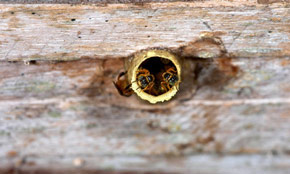 Stingless bees at Finca Buenos Aires, Retalhuleu. Photography by Dr. Nicholas Hellmuth