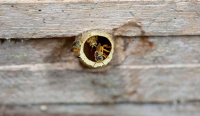 Stingless bees at Finca Buenos Aires, Retalhuleu. Photography by Dr. Nicholas Hellmuth