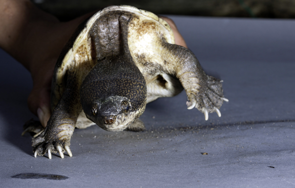 Straurotypus salvini turtle, Photo Nicholas Hellmuth, Maya ethnozoology Guatemala