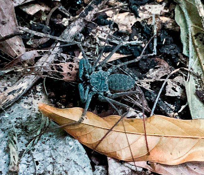 tailless-whip-scorpion-Amblypygi-arachnid-arthropod-Guatemala-City-FLAAR-Mesoamerica-office