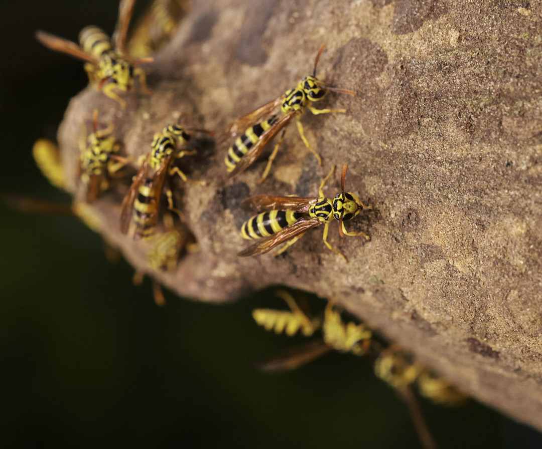 vespidae-mirador-rio-dulce-livingston-wasp