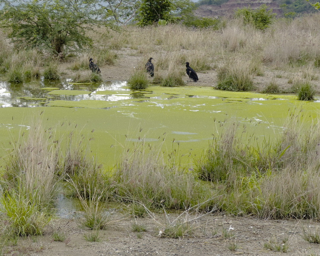 vultures-CA9-circa-km70-Jun-22-2023-iPhone14-ProMax-NH_5476-PS-RAW-crop-to-black-vultures.jpg