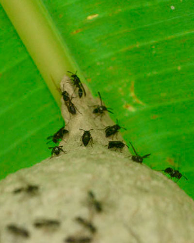 wasp-nest-trail-to-Dos-Pilas-Arroyo-Petexbatun-Sayaxche-Peten-Guatemala